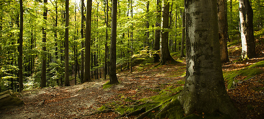 Image showing   trees   in  autumn  