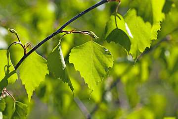 Image showing birch leaves  