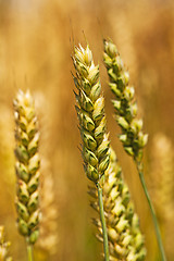 Image showing rye ears  