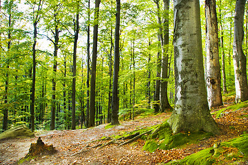 Image showing   trees   in  autumn  