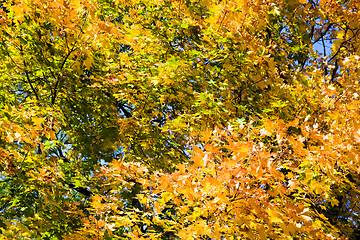 Image showing   trees   in  autumn  