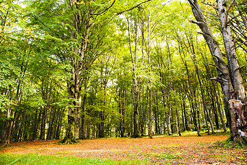 Image showing   trees   in  autumn  