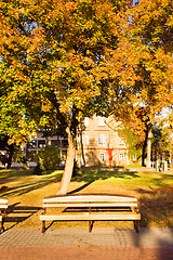 Image showing   trees   in  autumn  