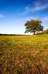 Image showing tree in the field 