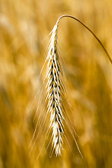 Image showing rye ear  