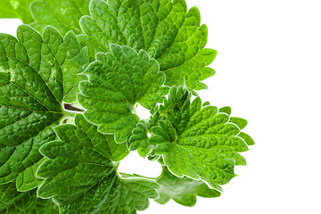 Image showing Green Mint