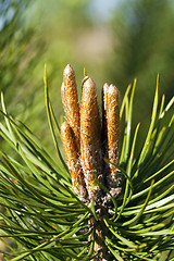 Image showing fir-tree sprouts  