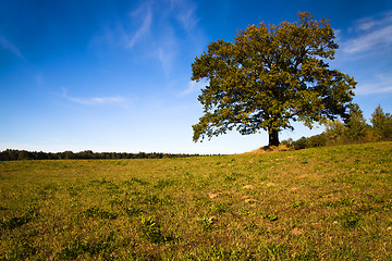 Image showing   trees   in  autumn  