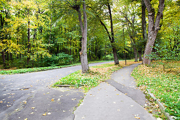 Image showing   trees   in  autumn  