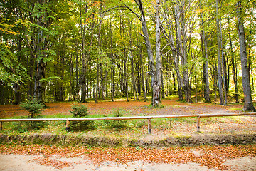 Image showing   trees   in  autumn  