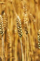 Image showing the turned yellow rye  