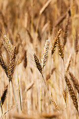 Image showing mature wheat  