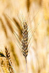 Image showing rye ear  