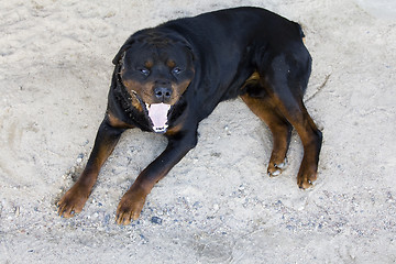 Image showing   black dog.  