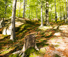 Image showing   trees   in  autumn  