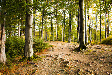 Image showing   trees   in  autumn  