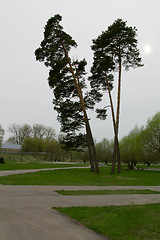 Image showing trees  in a park 