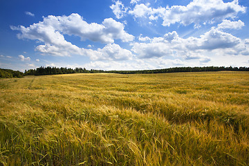 Image showing agricultural field  