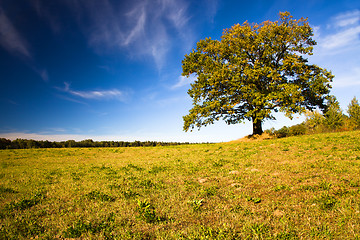 Image showing   trees   in  autumn  