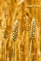 Image showing rye ears  