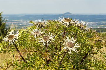 Image showing Carlines thistle with the famous hill Hohenstaufen in Germany