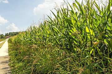 Image showing field of corn