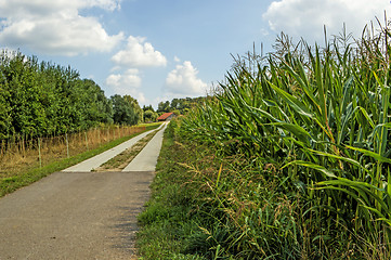 Image showing field of corn