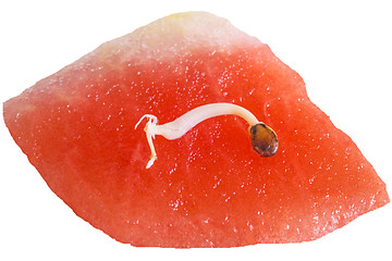 Image showing germ of a watermelon 