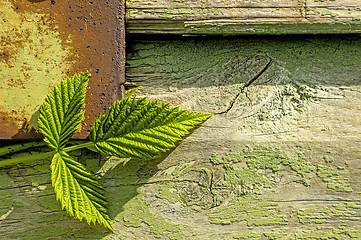 Image showing Blackberry leaves on old wooden wall