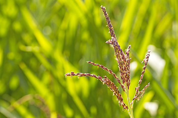 Image showing corn, male flowers