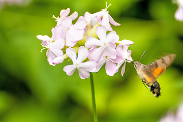 Image showing Common soapwort with Hummingbird hawk-moth