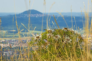 Image showing Carlines thistle with the famous hill Hohenstaufen in Germany