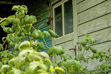 Image showing Old cabin hidden behind blackberry bush