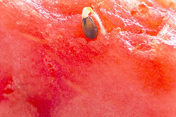 Image showing germ of a watermelon 