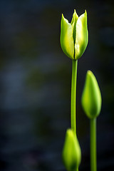 Image showing Wild tulips