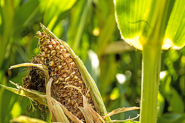 Image showing corn cob, withered