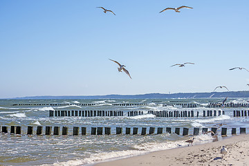 Image showing Baltic Sea with groins and sea gulls