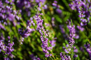 Image showing Erica flowers 