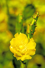 Image showing Opuntia ficus-indica with flower