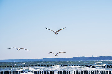 Image showing Baltic Sea with groins and sea gulls