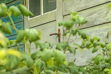 Image showing Old cabin hidden behind blackberry bush