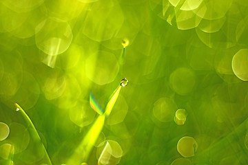 Image showing grass with dew drops