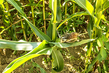 Image showing corn cob, withered