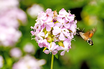 Image showing Common soapwort with Hummingbird hawk-moth