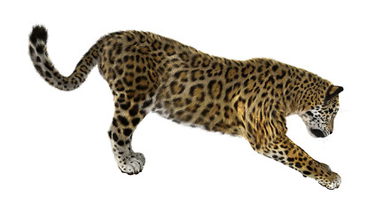 Image showing Big Cat Jaguar