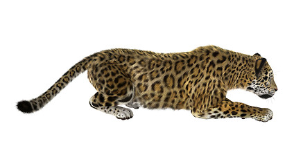 Image showing Big Cat Jaguar