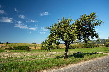 Image showing Green Apple on the tree branch