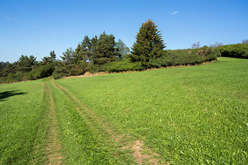 Image showing summer rural summer landscape
