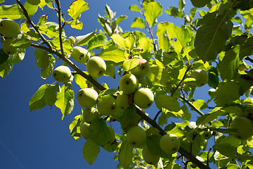 Image showing Green Apple on the tree branch