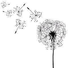 Image showing dandelions in wind